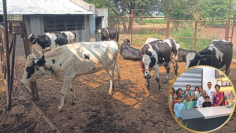 Dairy Farming 