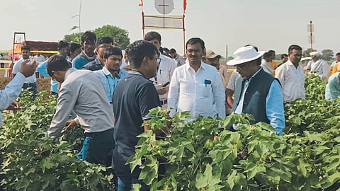 Cotton Cultivation