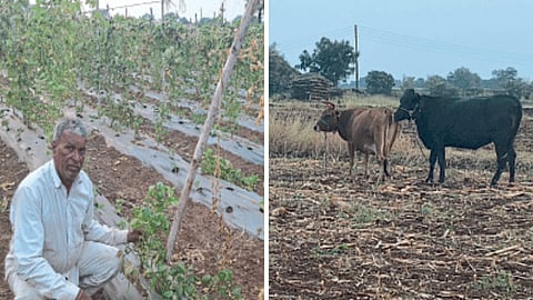 Drought Condition