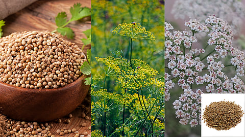 Spice Crop Cultivation 