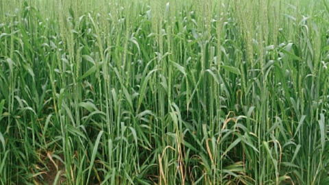 Wheat Sowing