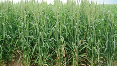 Agriculture Technique