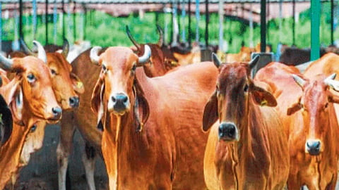 Cow Milk