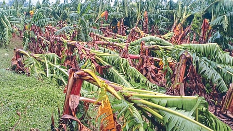 Crop Damage 