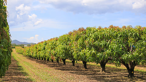Mango Pruning 