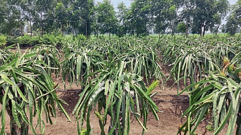 Fruit Crop
