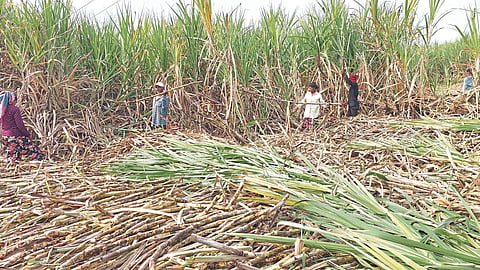 Sugarcane Harvesting 