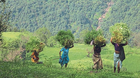 Vandhan Yojana 