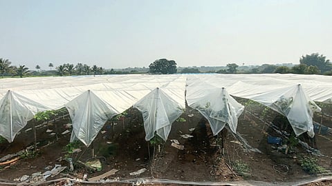 Grape Farming