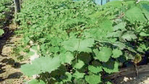 Grape Farming