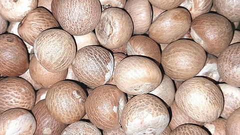 Areca Nut