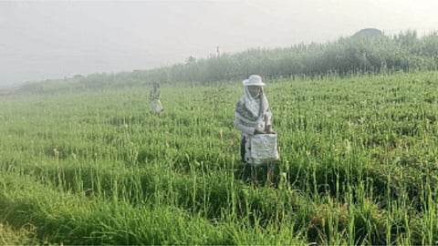Cultivation of Nishigandha