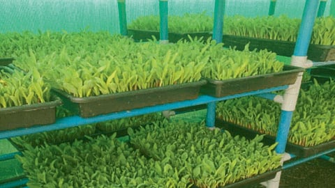 Fodder Crop
