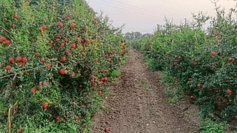 Pomegranate