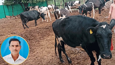 Animal Husbandry