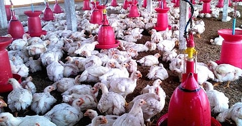 Chicken Management