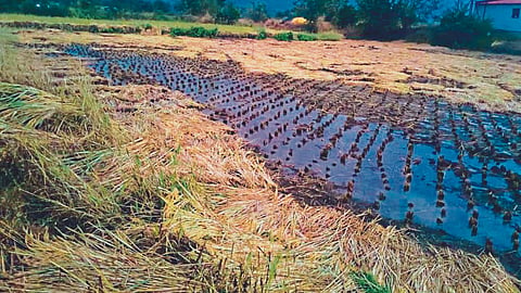 Paddy Crop Damage 