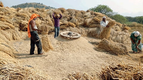 Crop Harvesting 