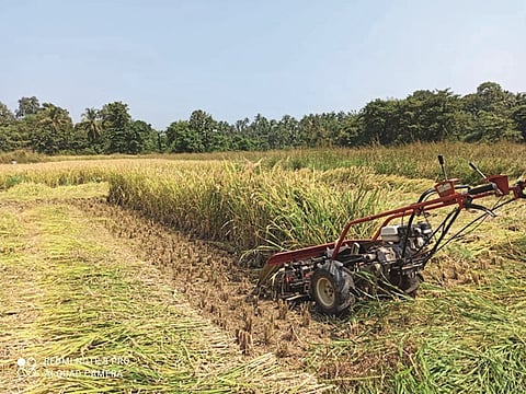 Paddy Harvesting