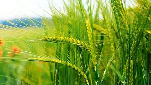 Rabi Season