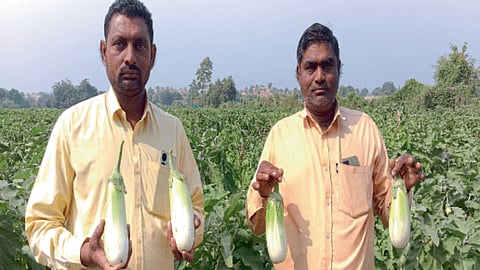 Brinjal Farming
