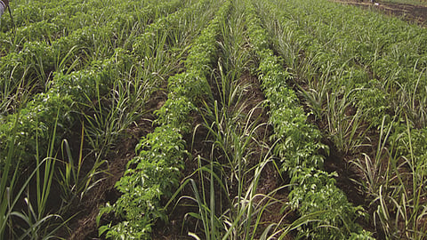 Sugarcane Intercropping