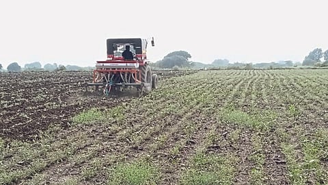 Chana Crop