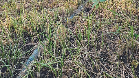 Onion Crop Damage 