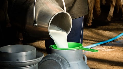 Milk