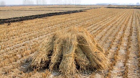 Paddy Fodder