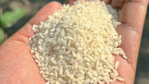 Paddy Crop