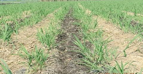 Sugarcane