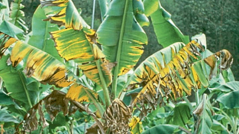 Banana Disease