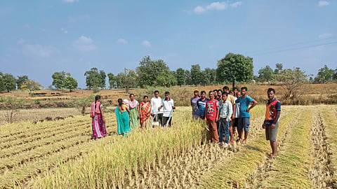 Paddy Harvesting