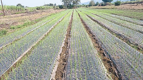 Onion Cultivation