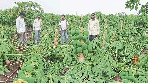 Crop Damage 