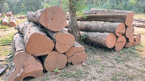 Allapalli Teak 