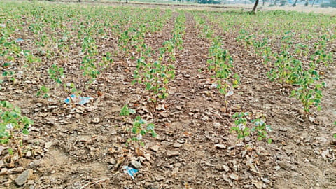 Crop Damage