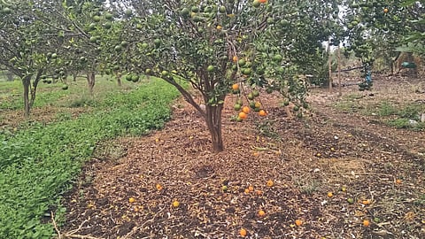 Orange Fruit Fall