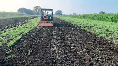 Chana Crop 