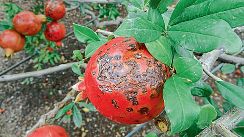 Pomegranate Orchard 