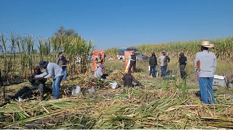 Sugarcane Worker