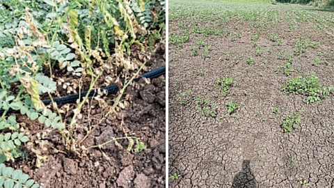 Chana Crop Damage