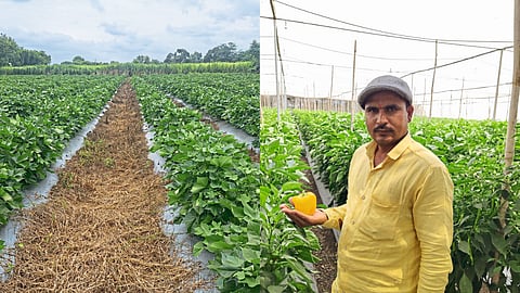 Soil Fertility : मातीची काळजी, प्रयोगशीलता, बहुविध पद्धतीचा संगम