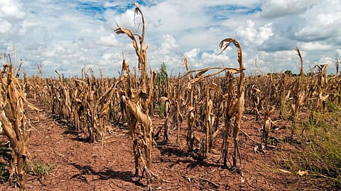 Crop loans