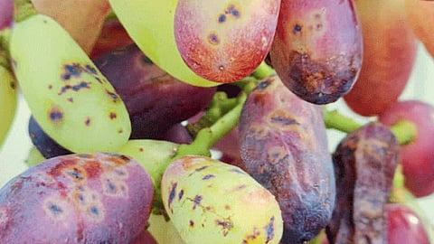 Grape 