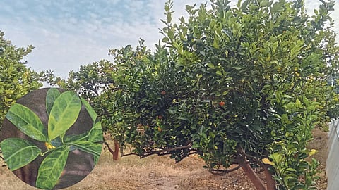 Mosambi Crop