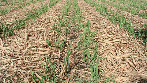 Sugarcane Management