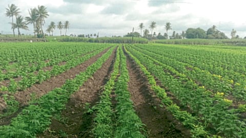 Marigold Cultivation