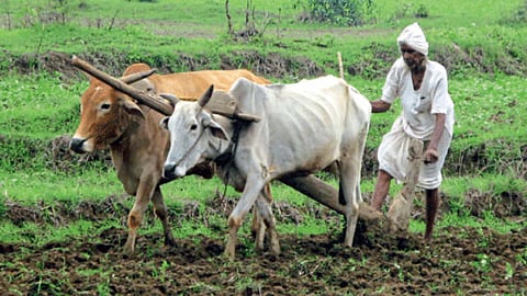 Agriculture